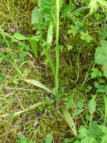 Anacamptis pyramidalis